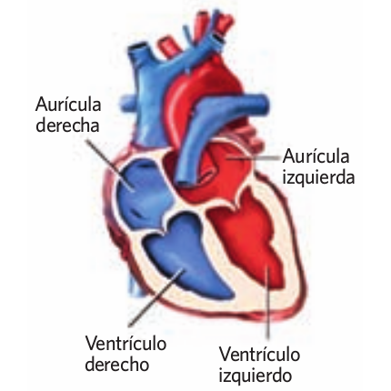 bálbulas del corazón